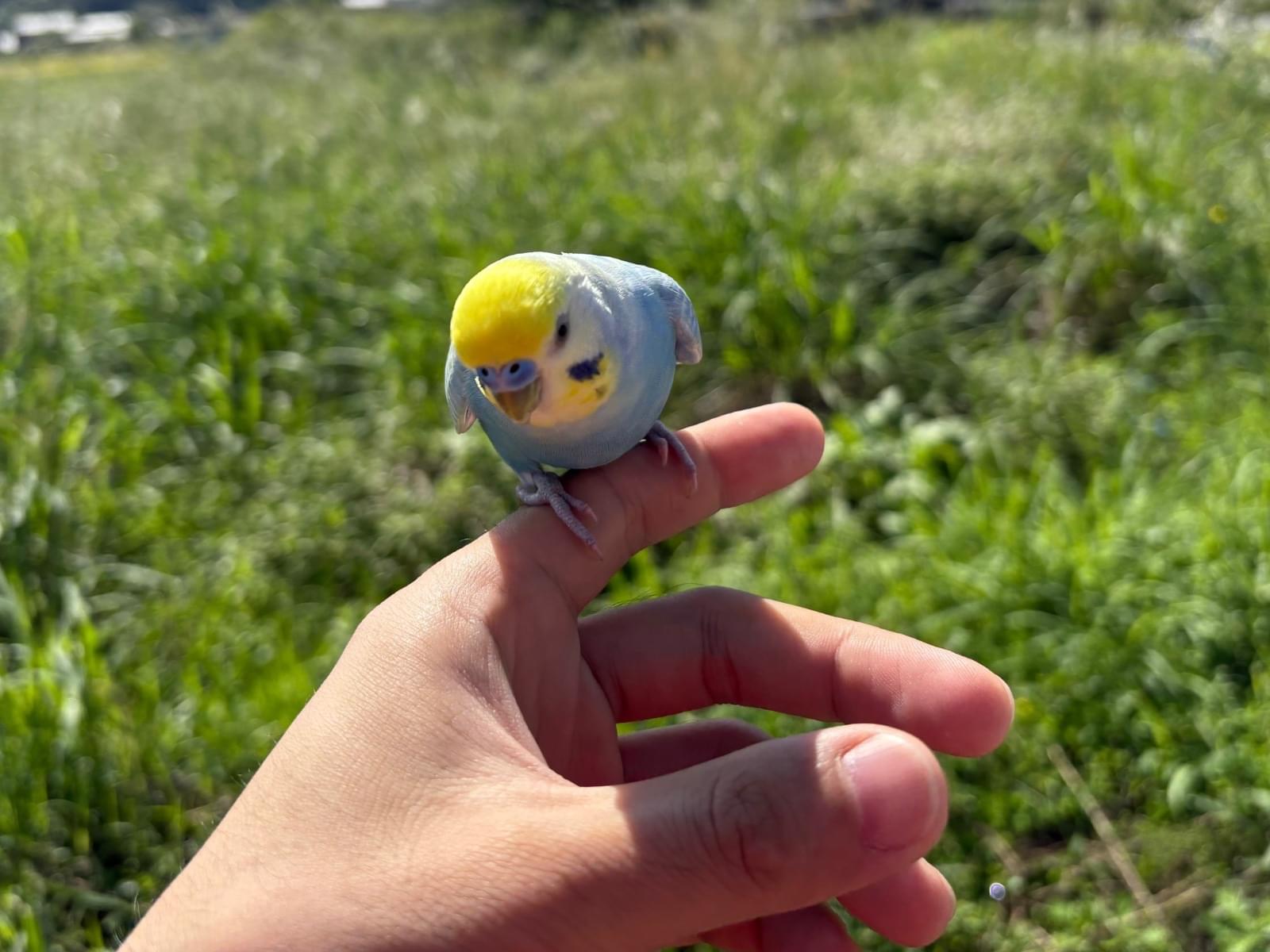 目撃された鳥 目撃された鳥