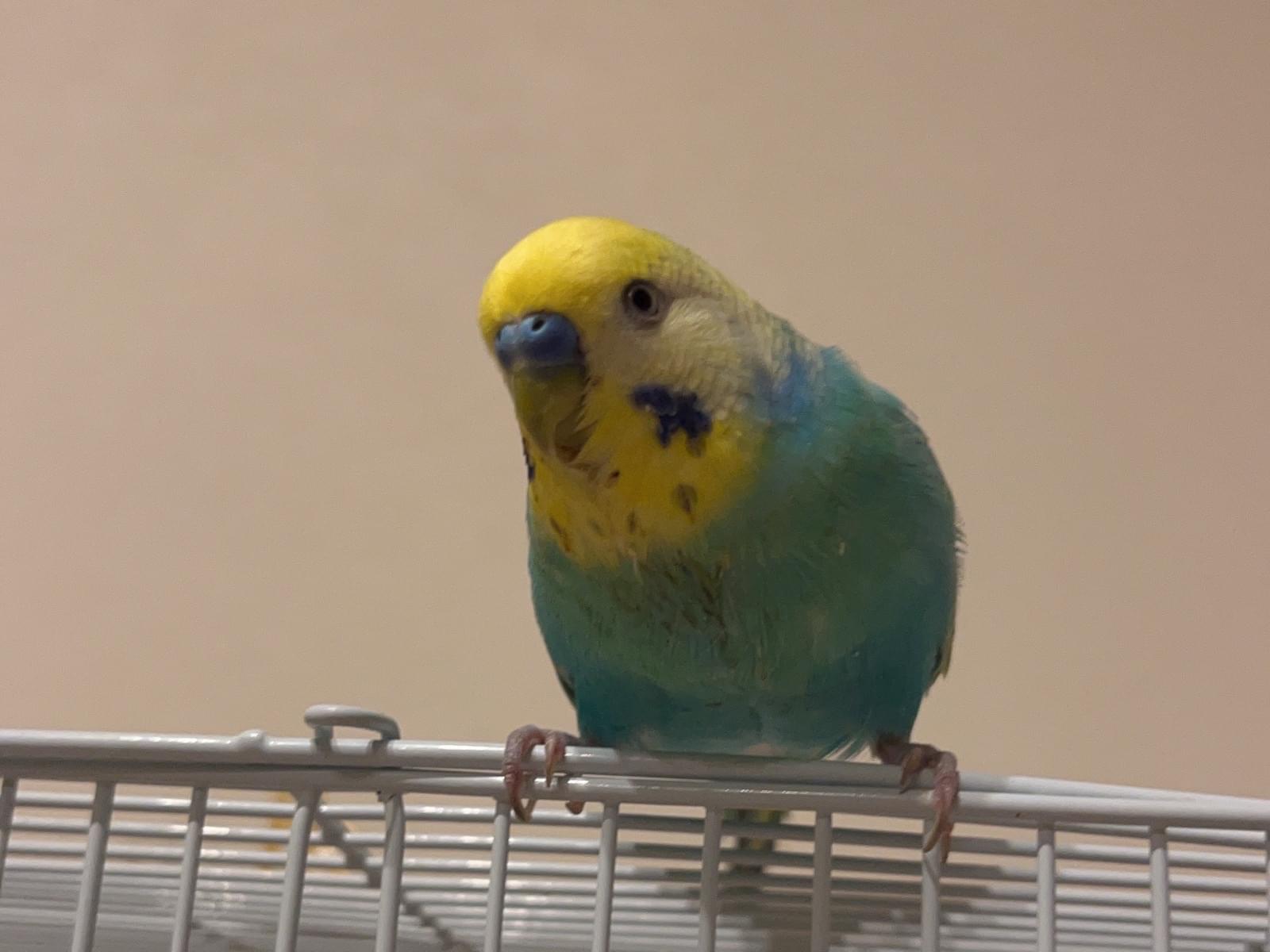 ソラちゃん ソラちゃん