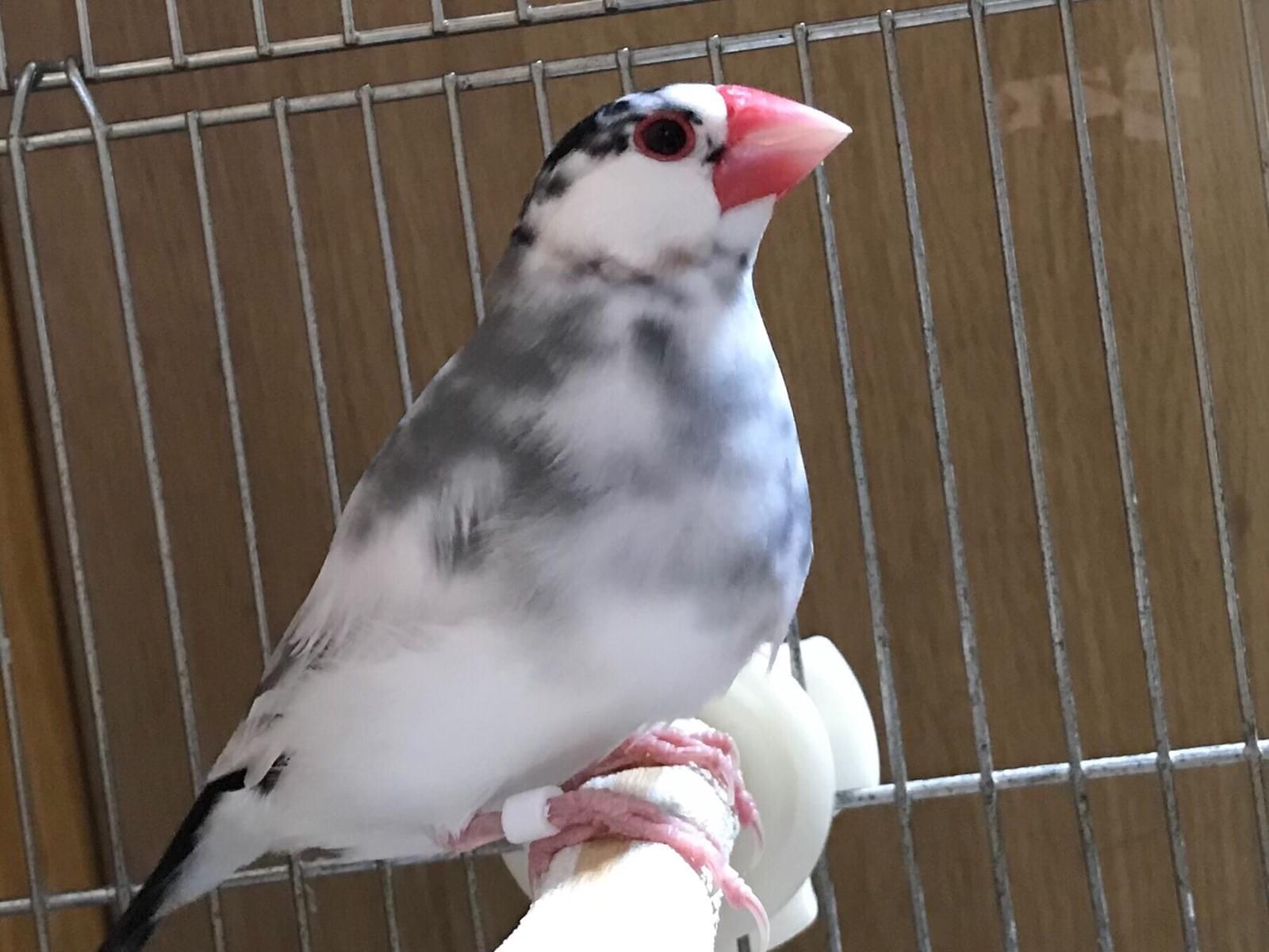 ハクちゃん ハクちゃん