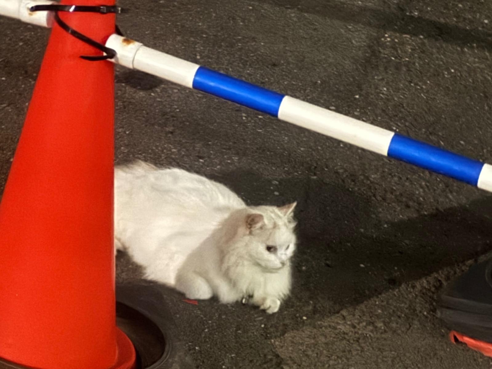 目撃された猫 目撃された猫