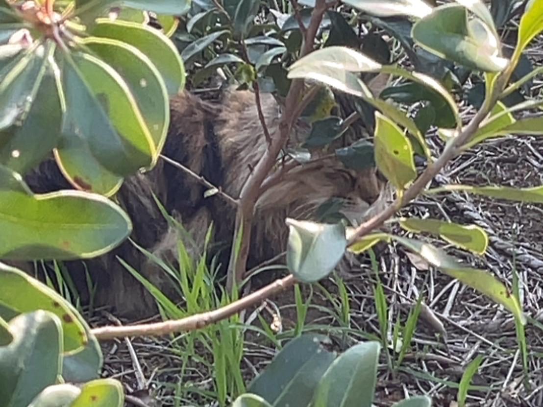 目撃された猫 目撃された猫