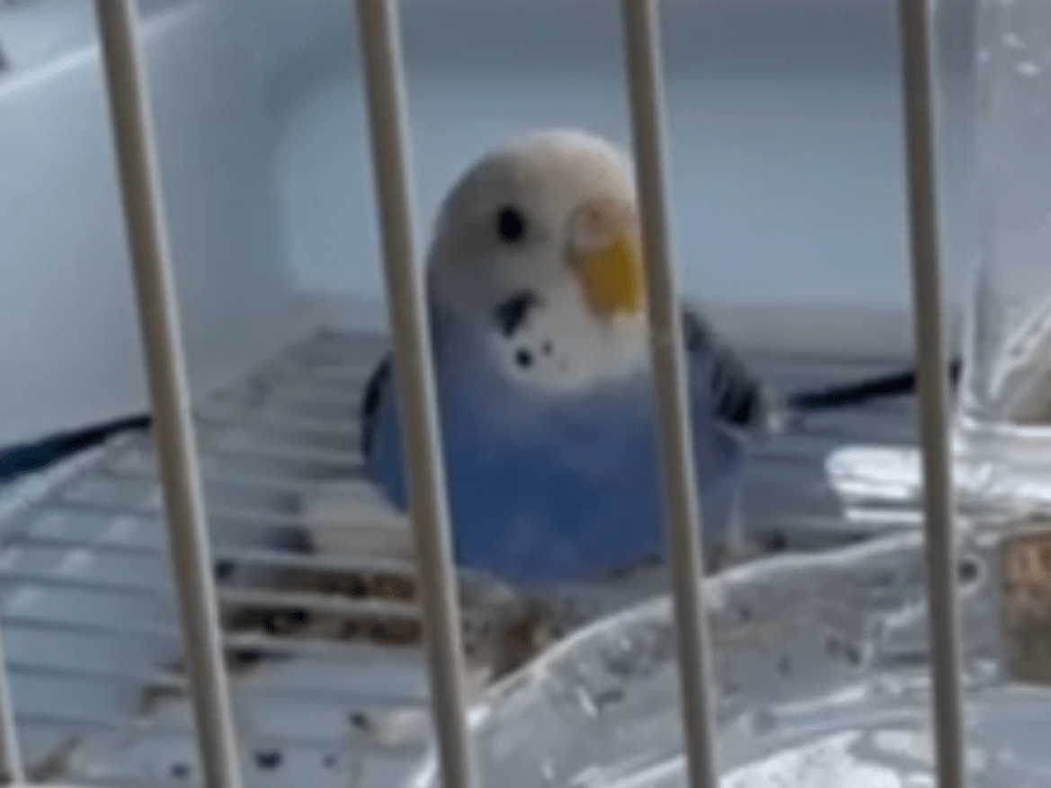 ももちゃん ももちゃん