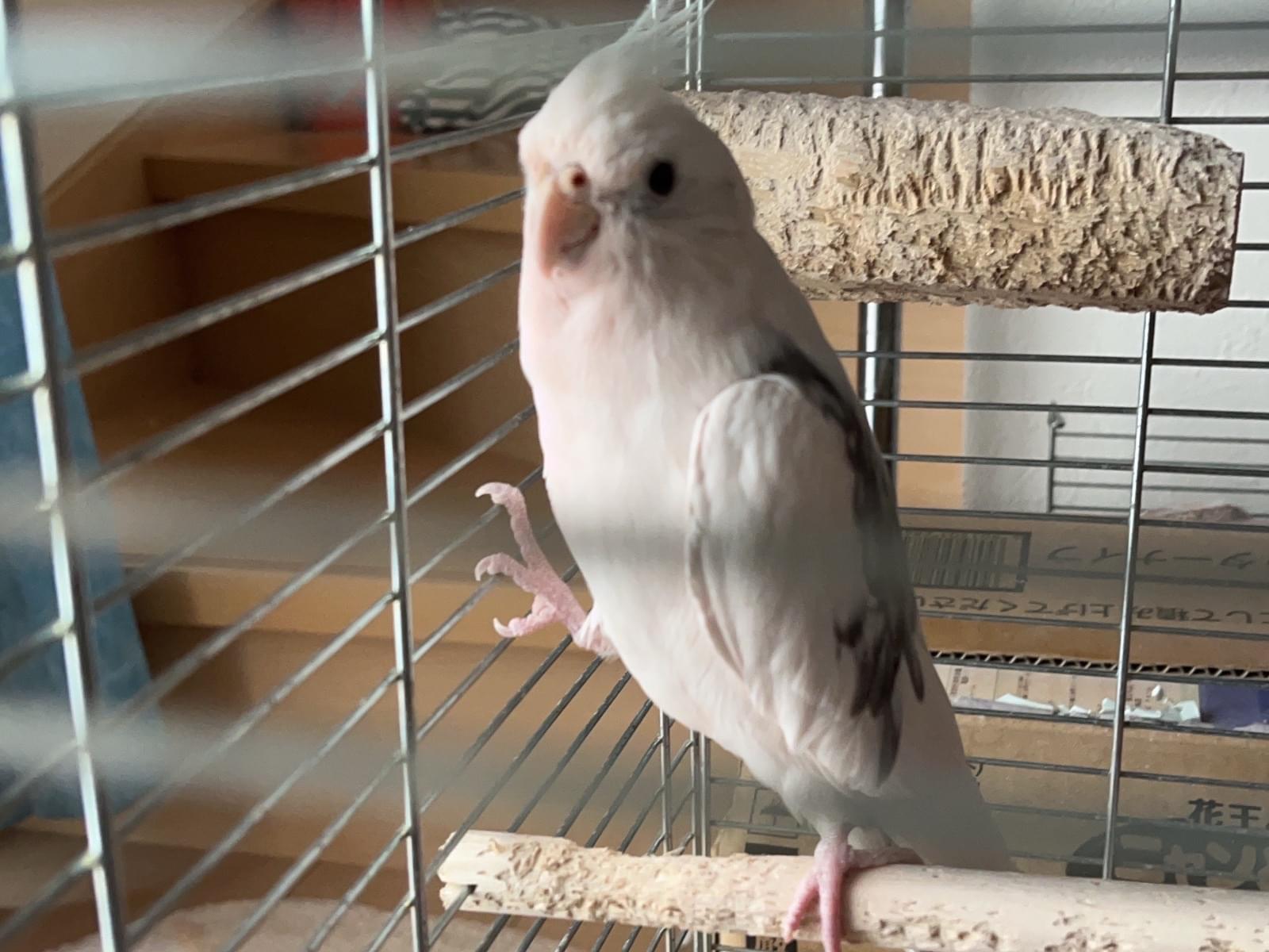 ちょこたんちゃん ちょこたんちゃん