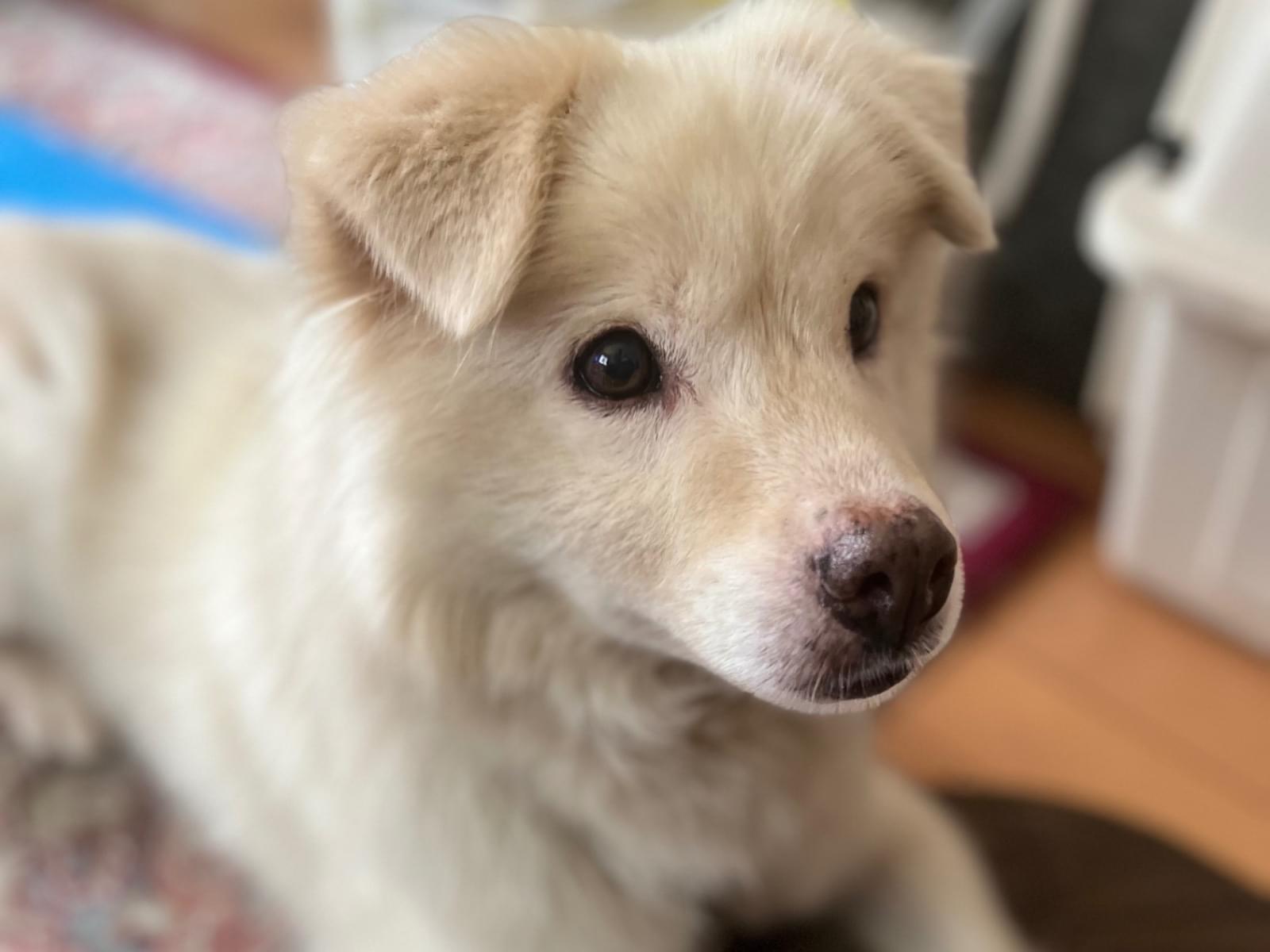 保護された犬 保護された犬