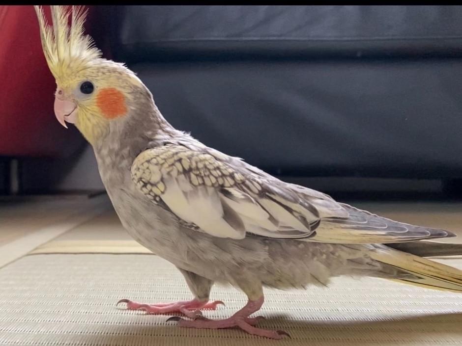 だいちゃん だいちゃん
