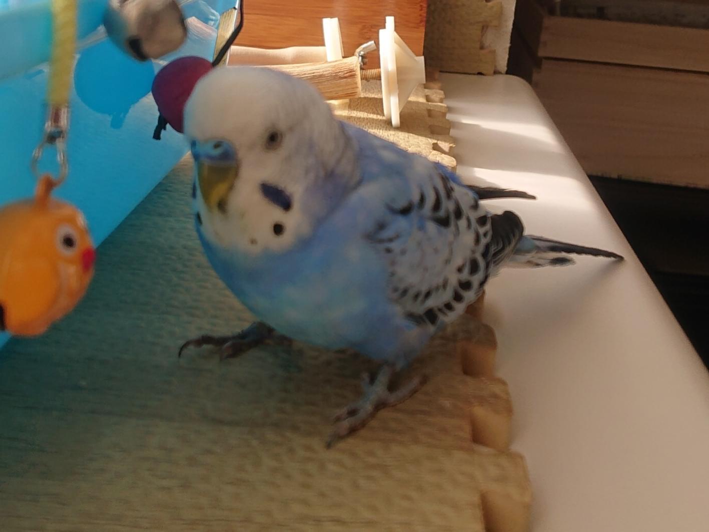 ピーちゃん ピーちゃん