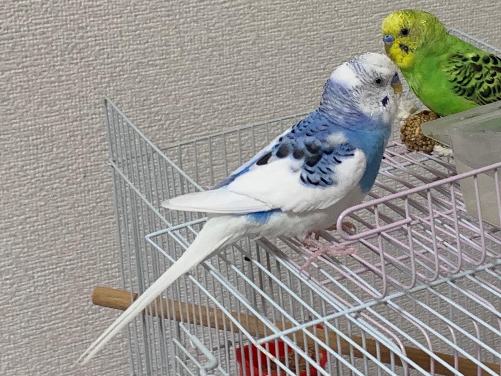 すーちゃん すーちゃん