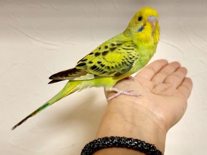 りんちゃん りんちゃん