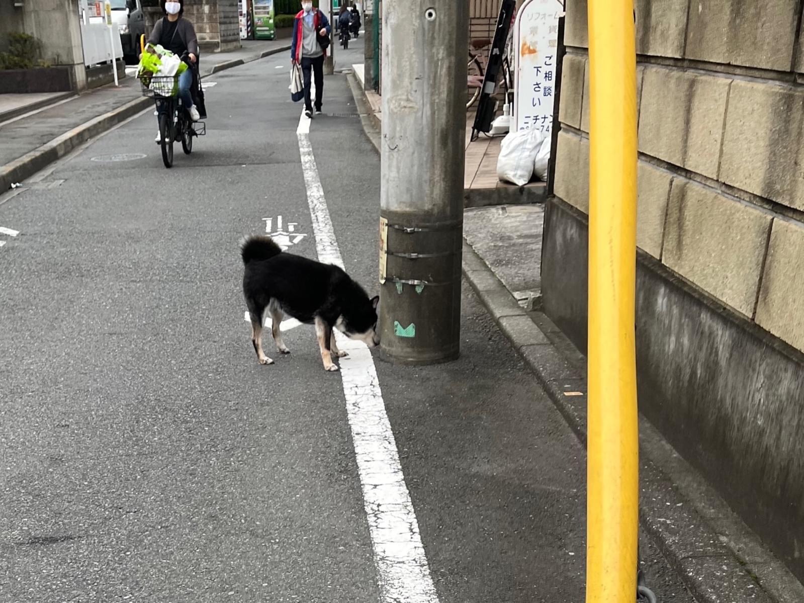 目撃された犬 目撃された犬