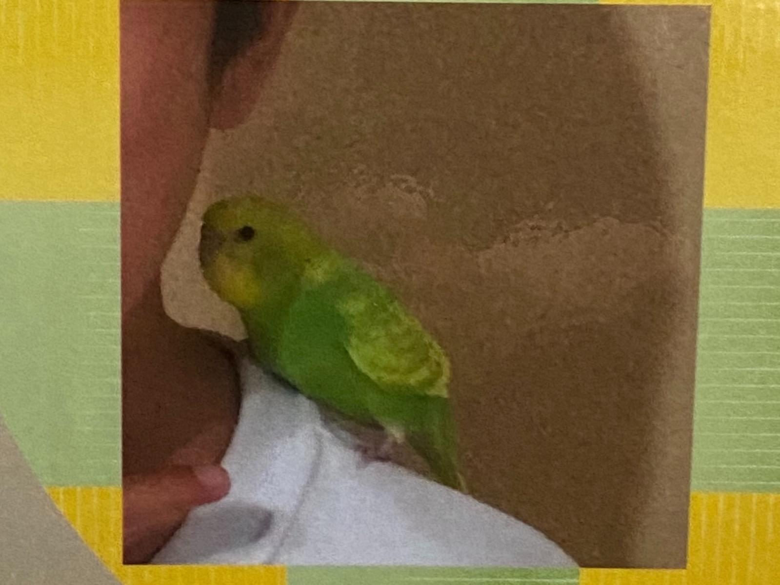 ぴぃちゃん ぴぃちゃん