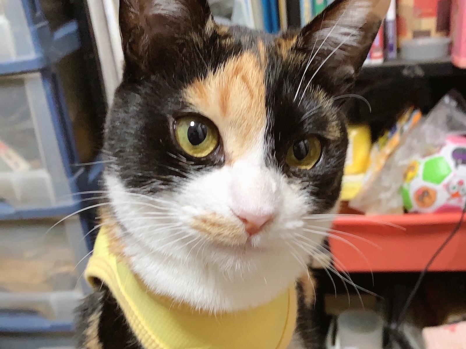 保護された猫 保護された猫