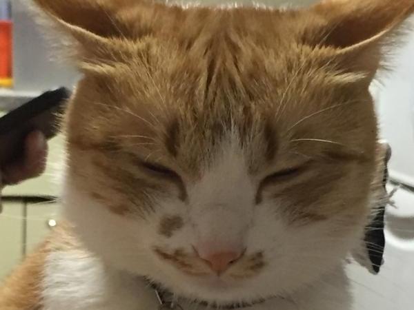 きりちゃん きりちゃん