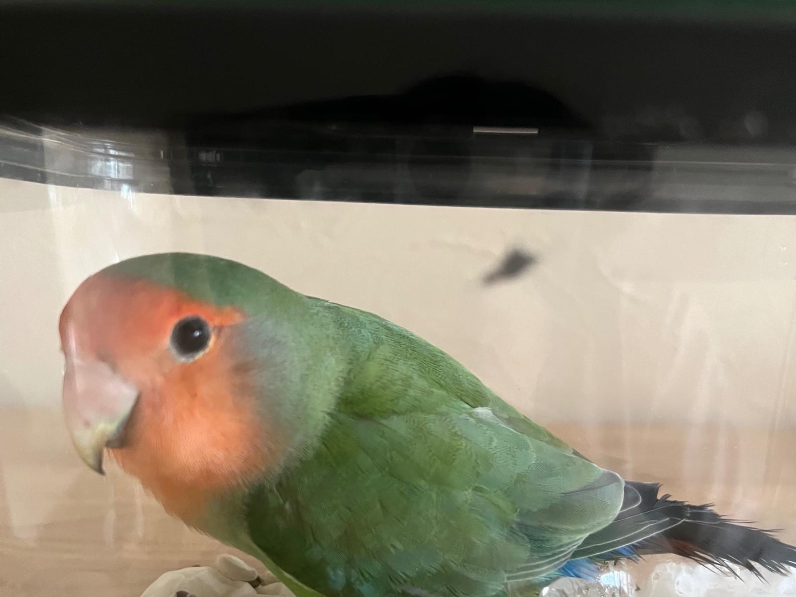 保護された鳥 保護された鳥