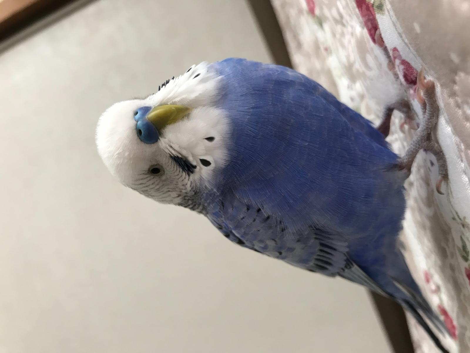 もっちちゃん もっちちゃん