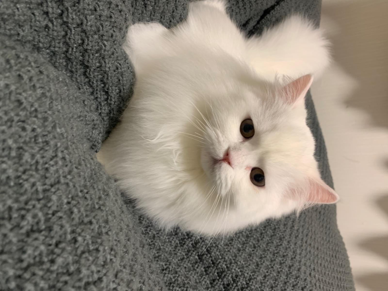 ふぃんちゃん ふぃんちゃん