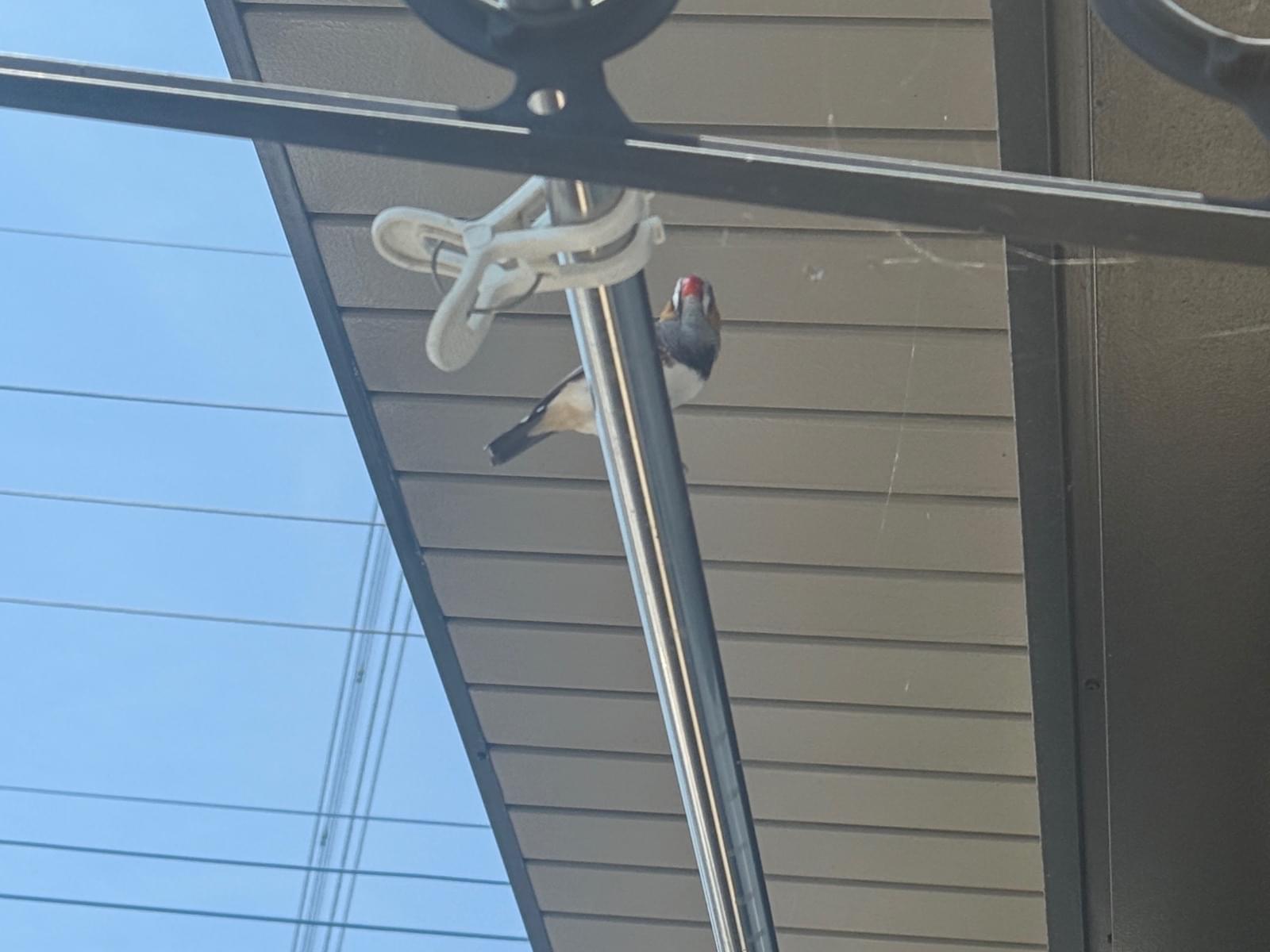 目撃された鳥 目撃された鳥