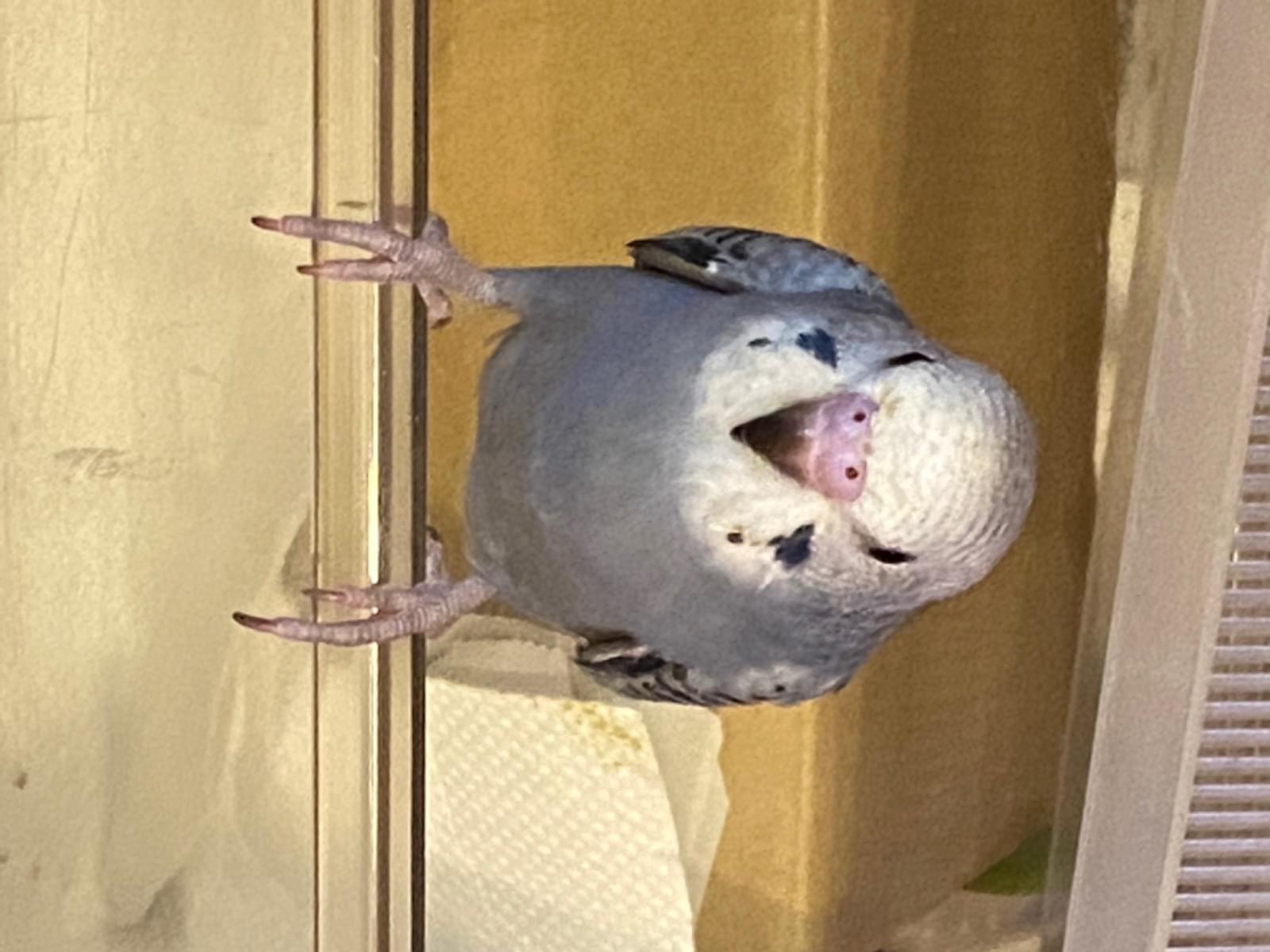 ゴマちゃん ゴマちゃん