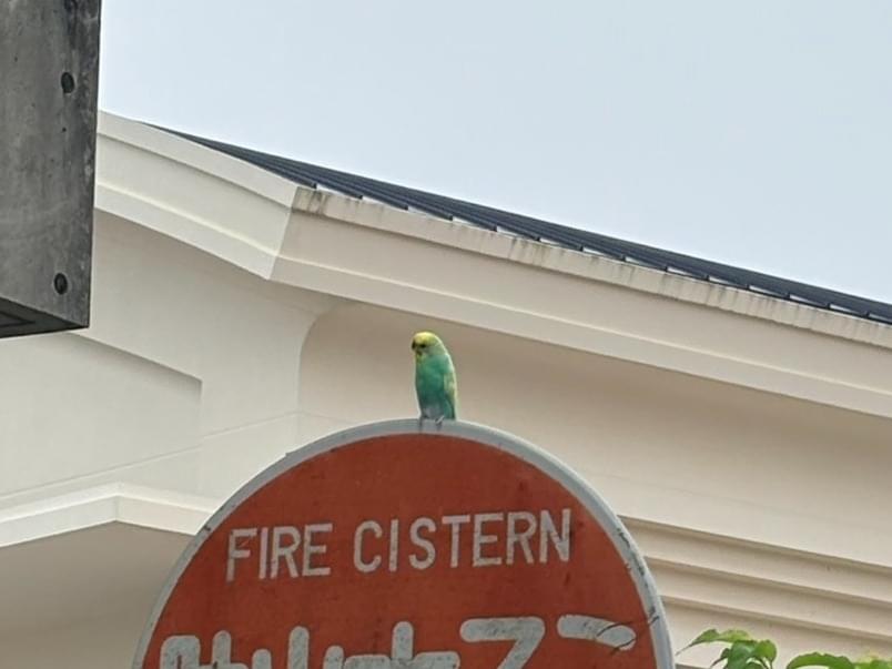 目撃された鳥