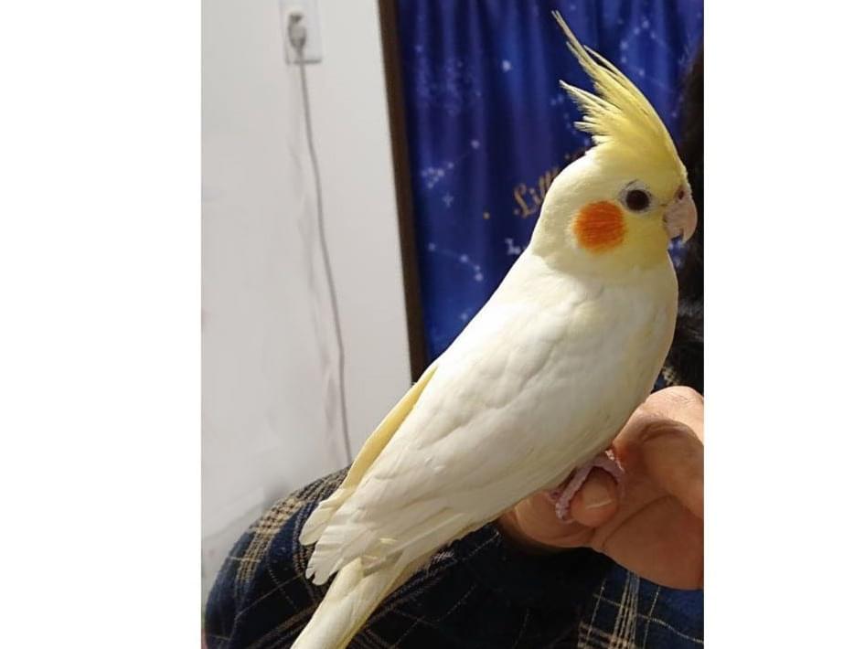 レモンちゃん レモンちゃん