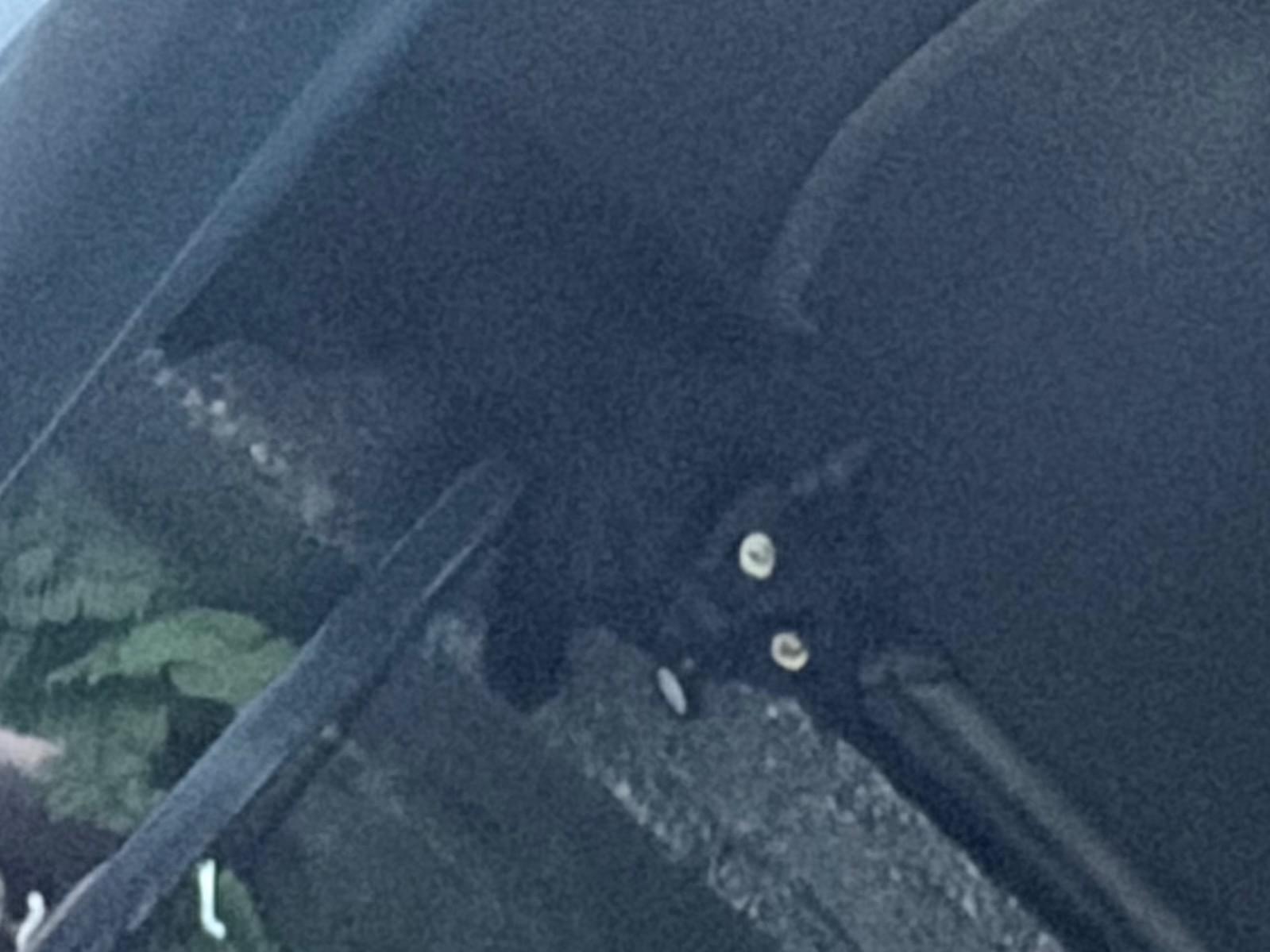 目撃された猫