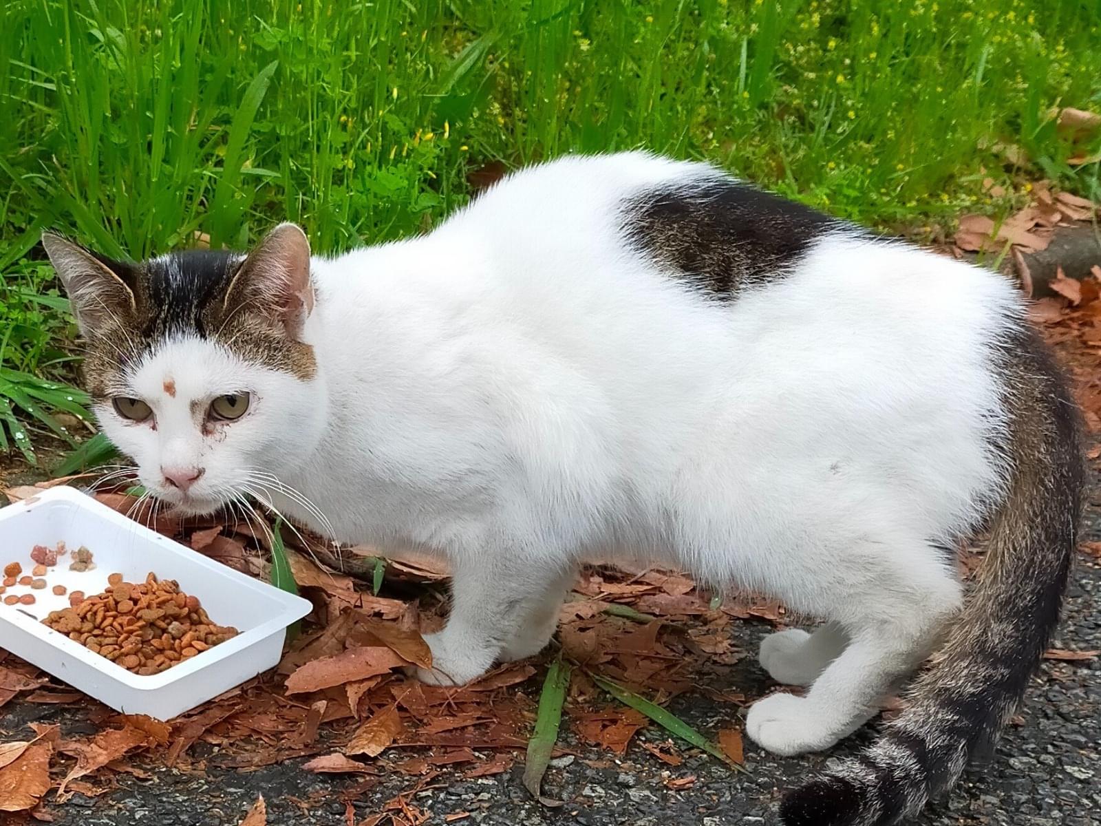 目撃された猫 目撃された猫