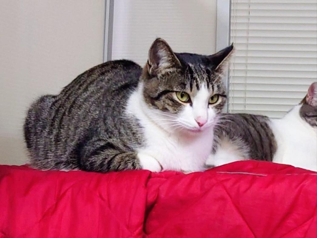 ゆきちゃん ゆきちゃん