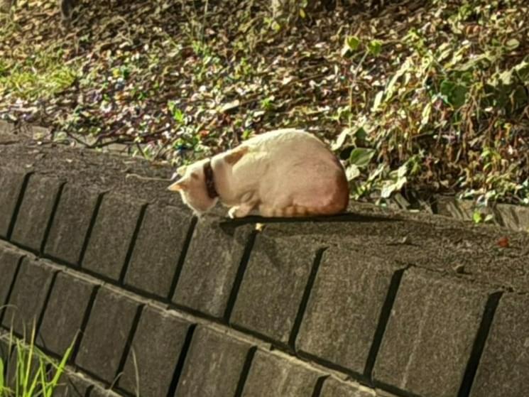 目撃された猫 目撃された猫