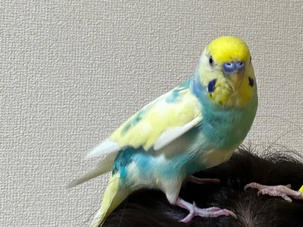 チャプちゃん チャプちゃん