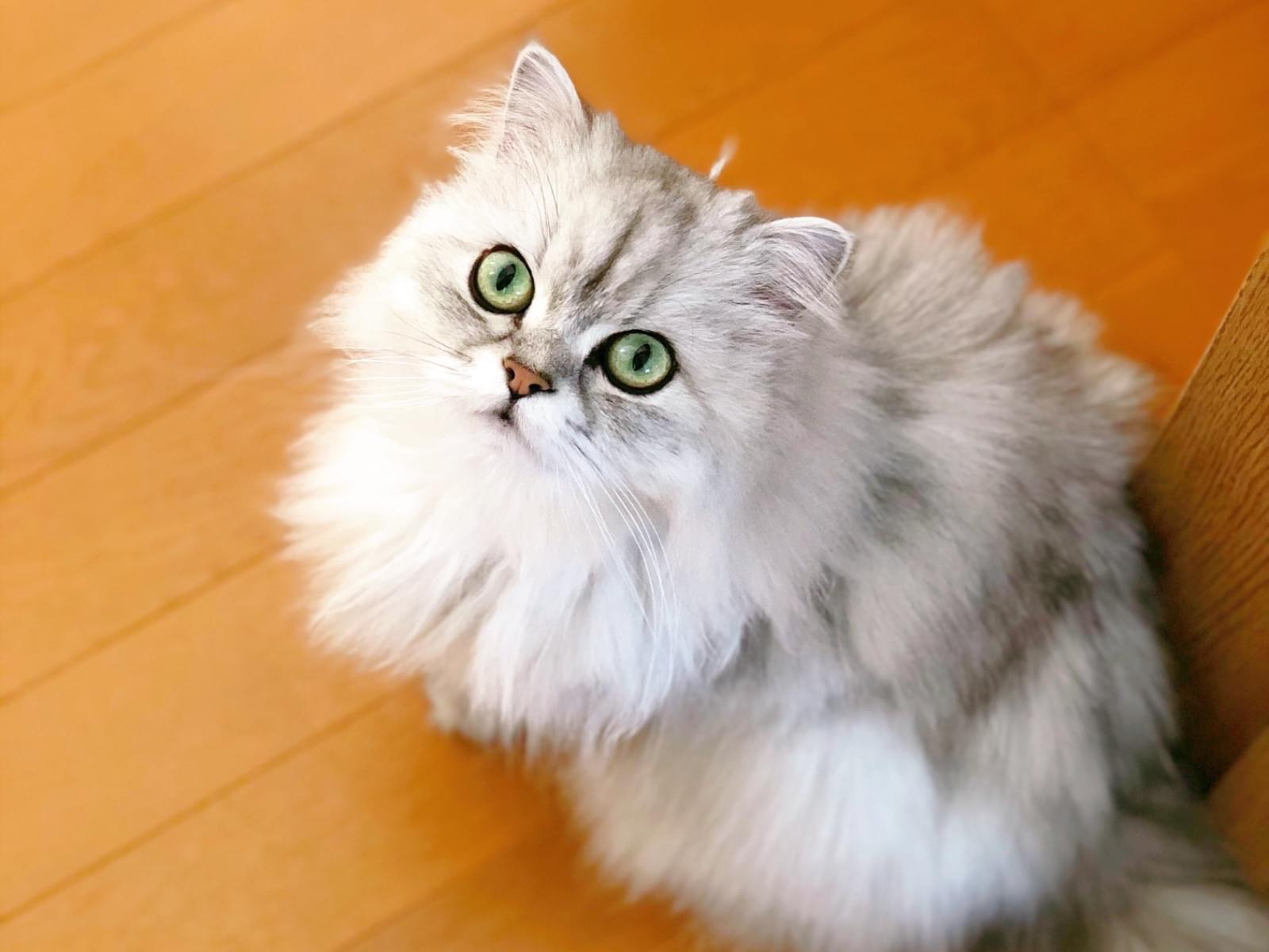 ココちゃん ココちゃん