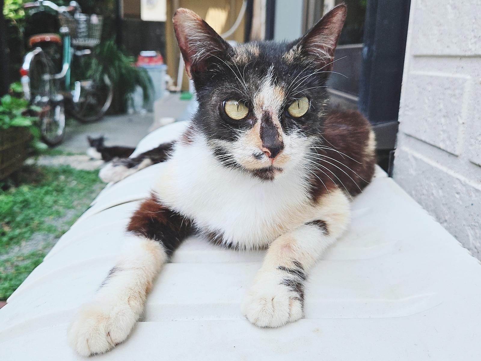 保護された猫 保護された猫