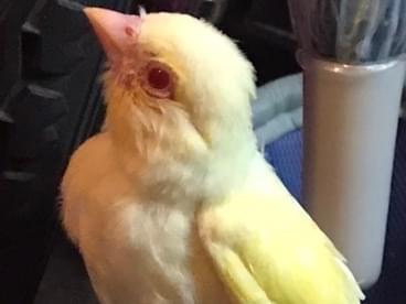 保護された鳥 保護された鳥