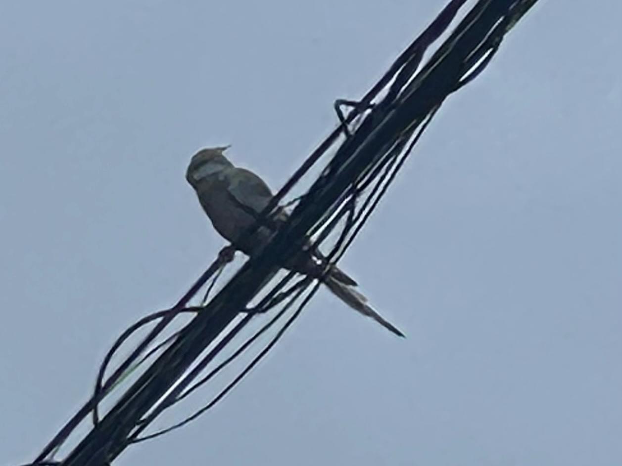 目撃された鳥 目撃された鳥