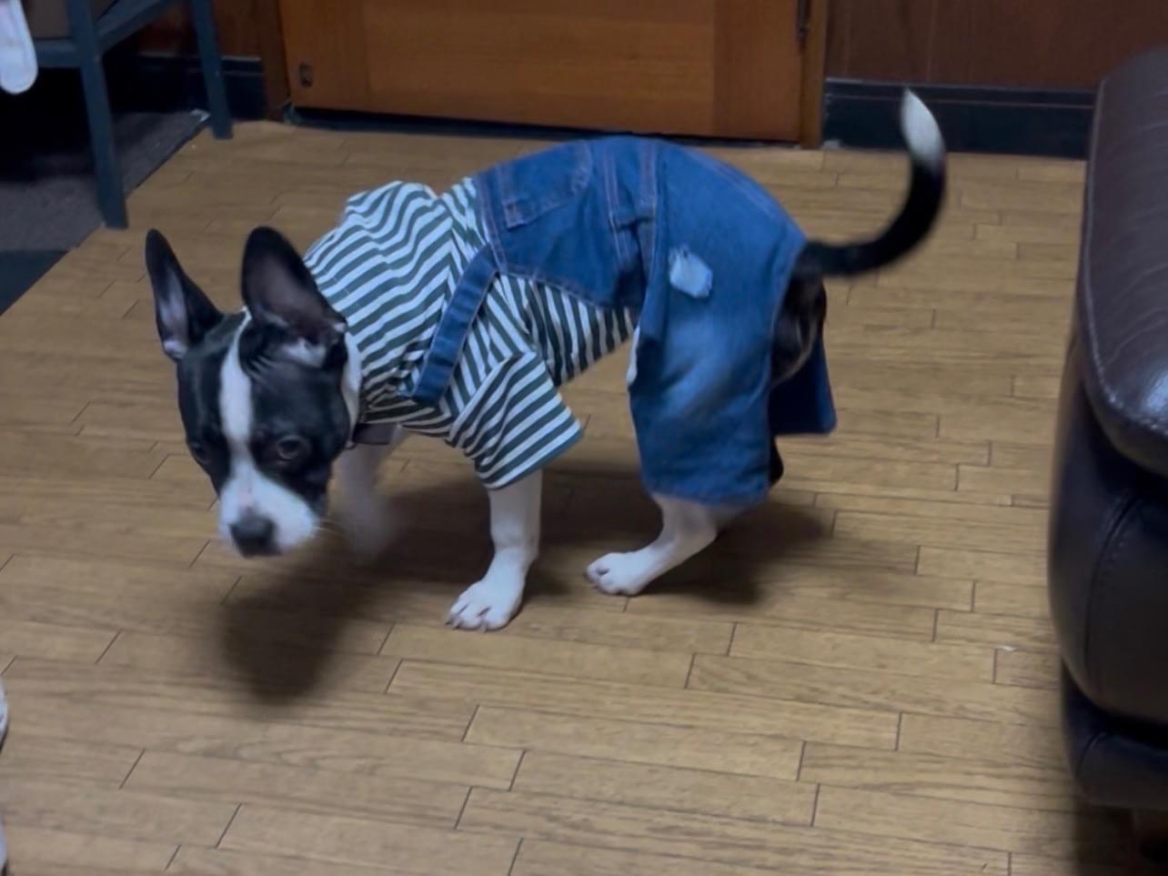 チャッピーちゃん