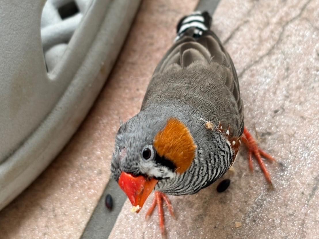 目撃された鳥 目撃された鳥