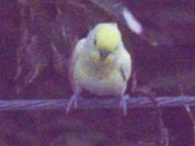 目撃された鳥 目撃された鳥