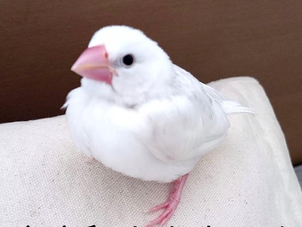 ももちゃん ももちゃん