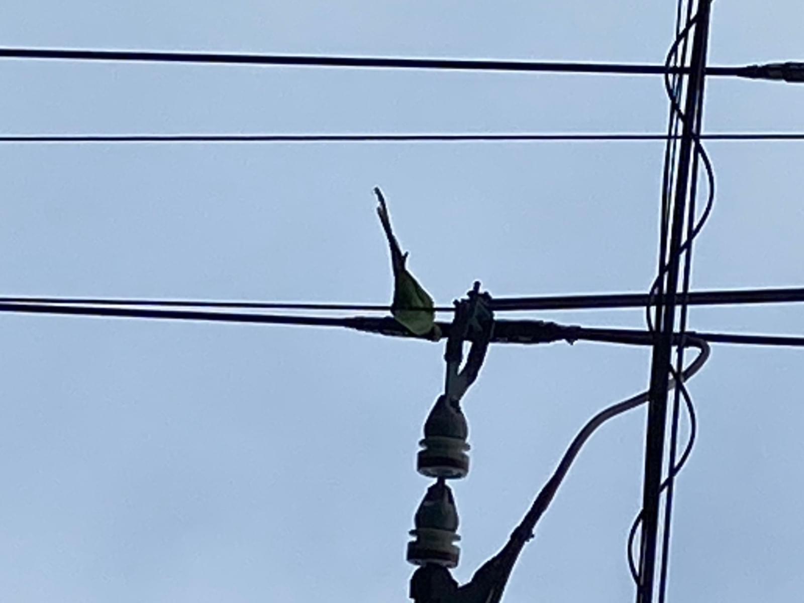 目撃された鳥 目撃された鳥