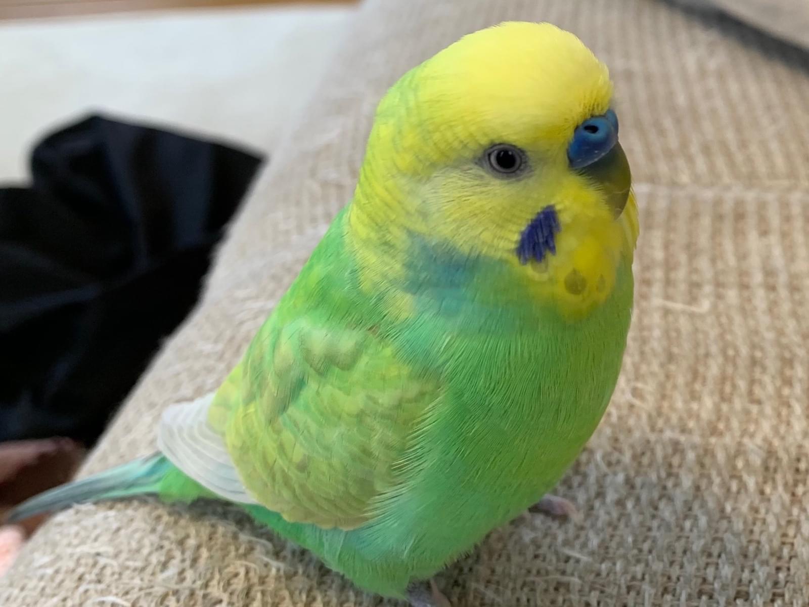 ドレミちゃん ドレミちゃん