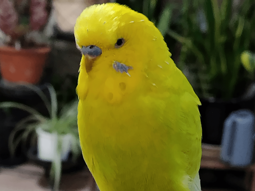 ぴーちゃん ぴーちゃん
