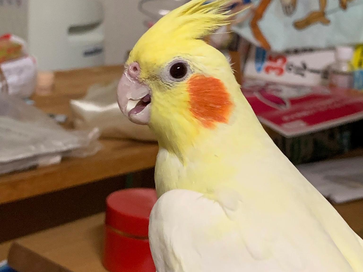 おすぎちゃん おすぎちゃん