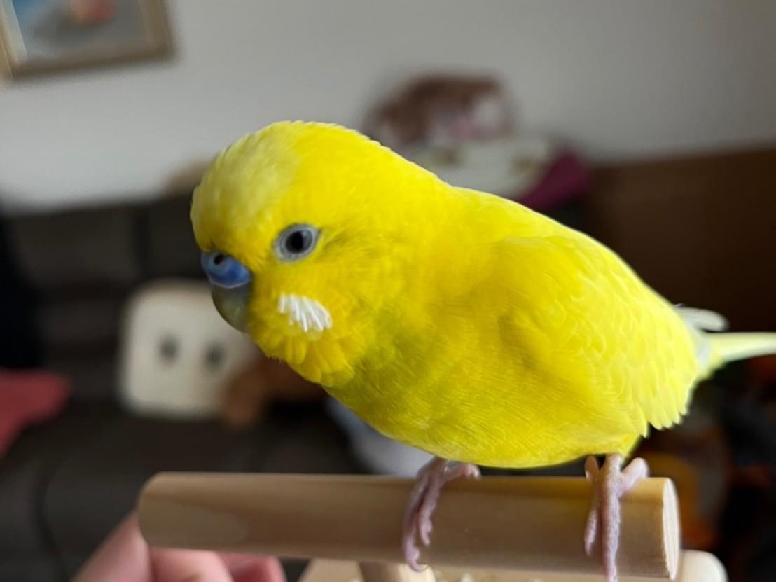 ぴーちゃん ぴーちゃん