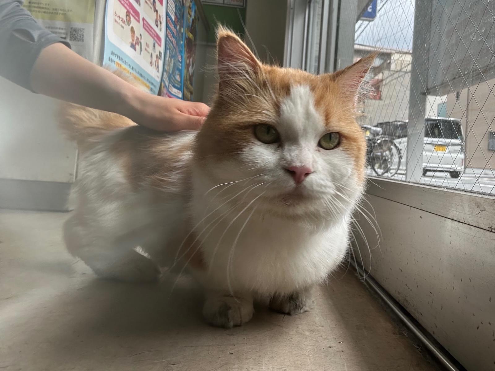 目撃された猫