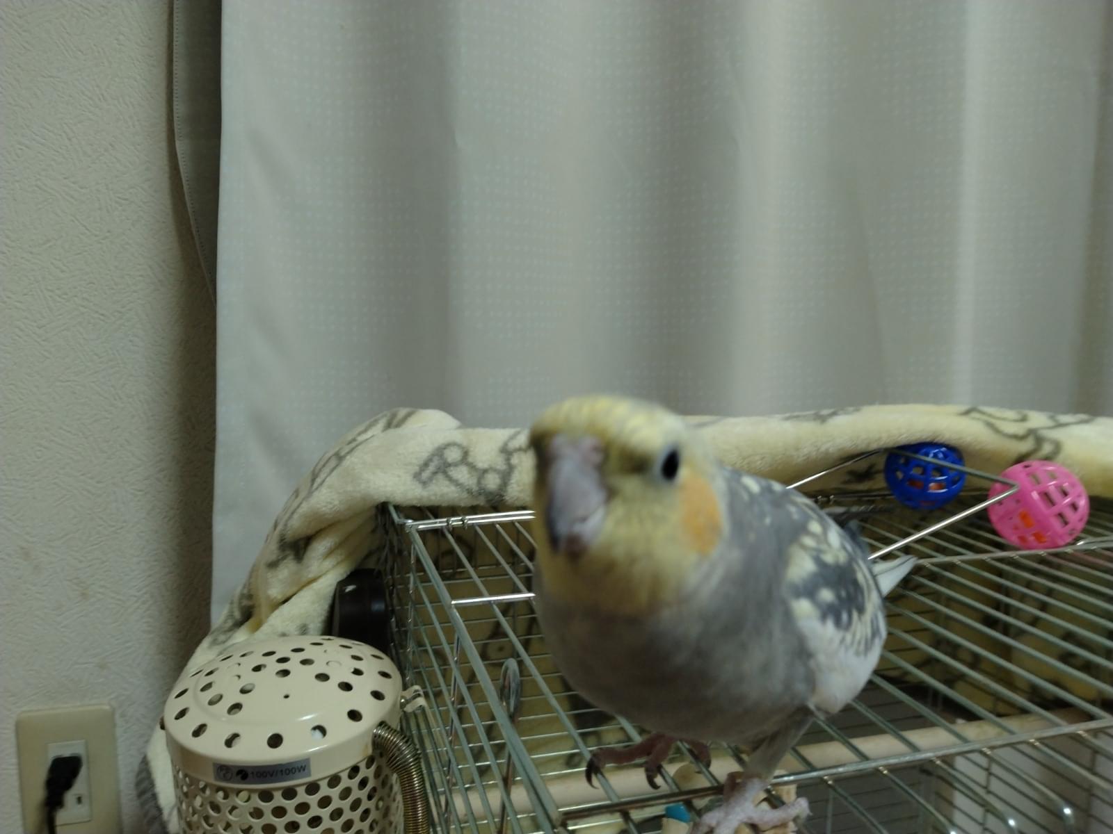 ピッコロちゃん ピッコロちゃん