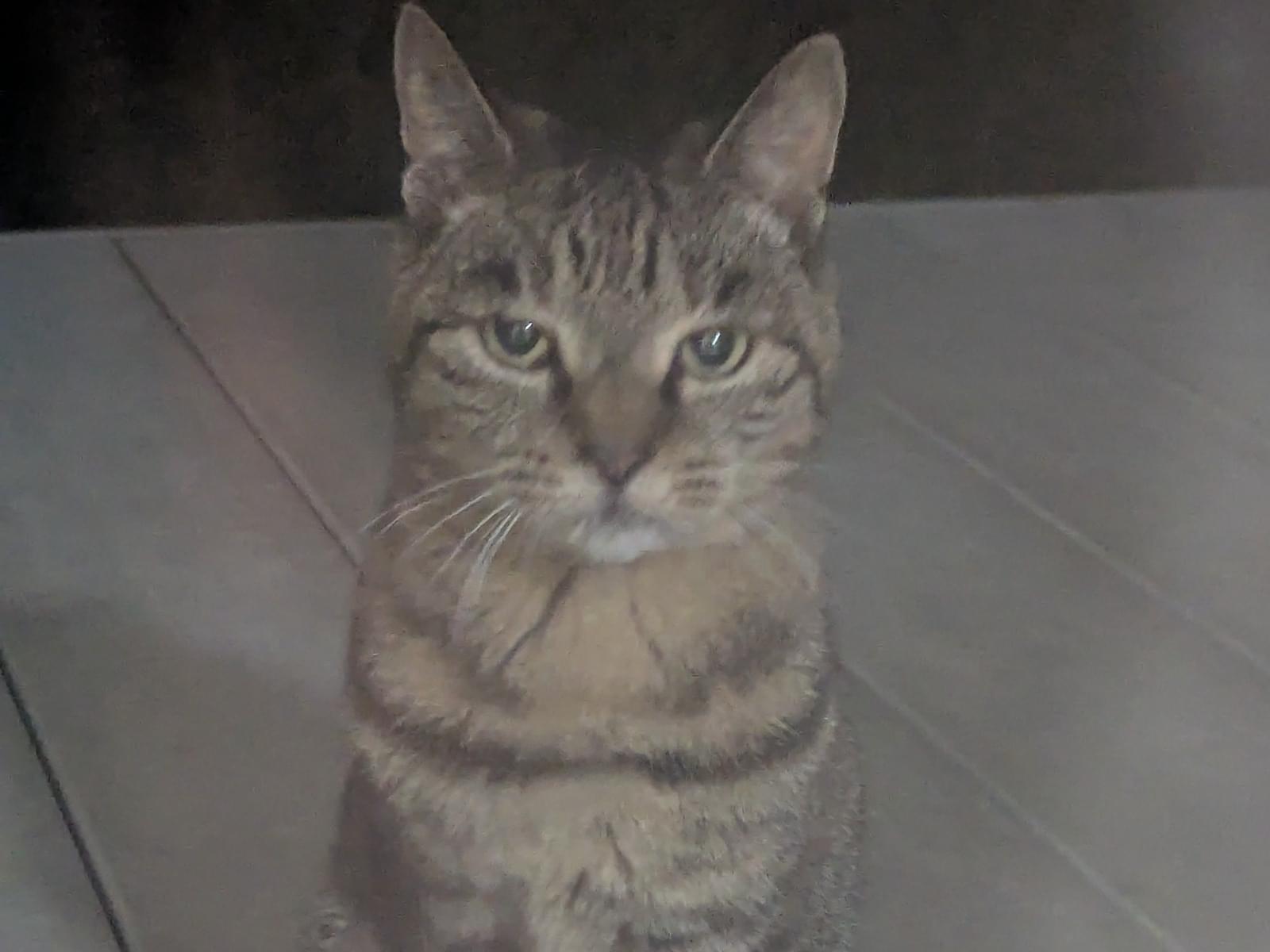 目撃された猫 目撃された猫