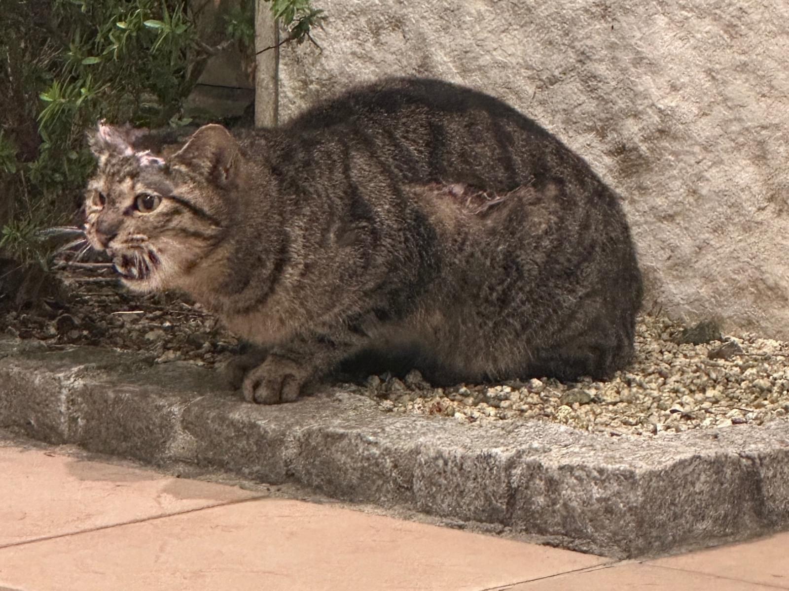 目撃された猫 目撃された猫