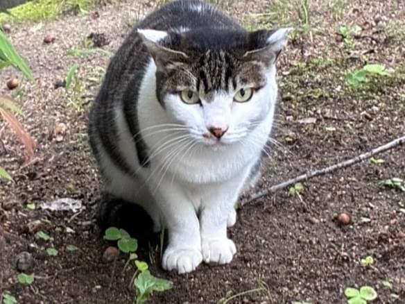 目撃された猫