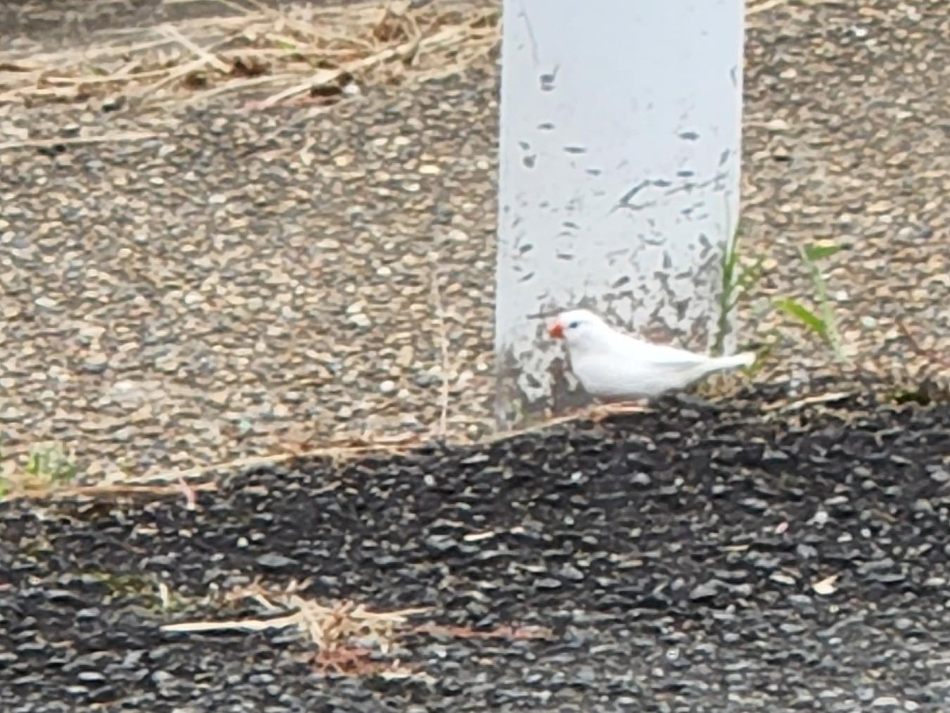 目撃された鳥 目撃された鳥