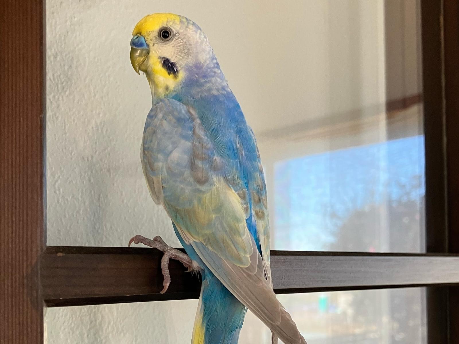 保護された鳥 保護された鳥