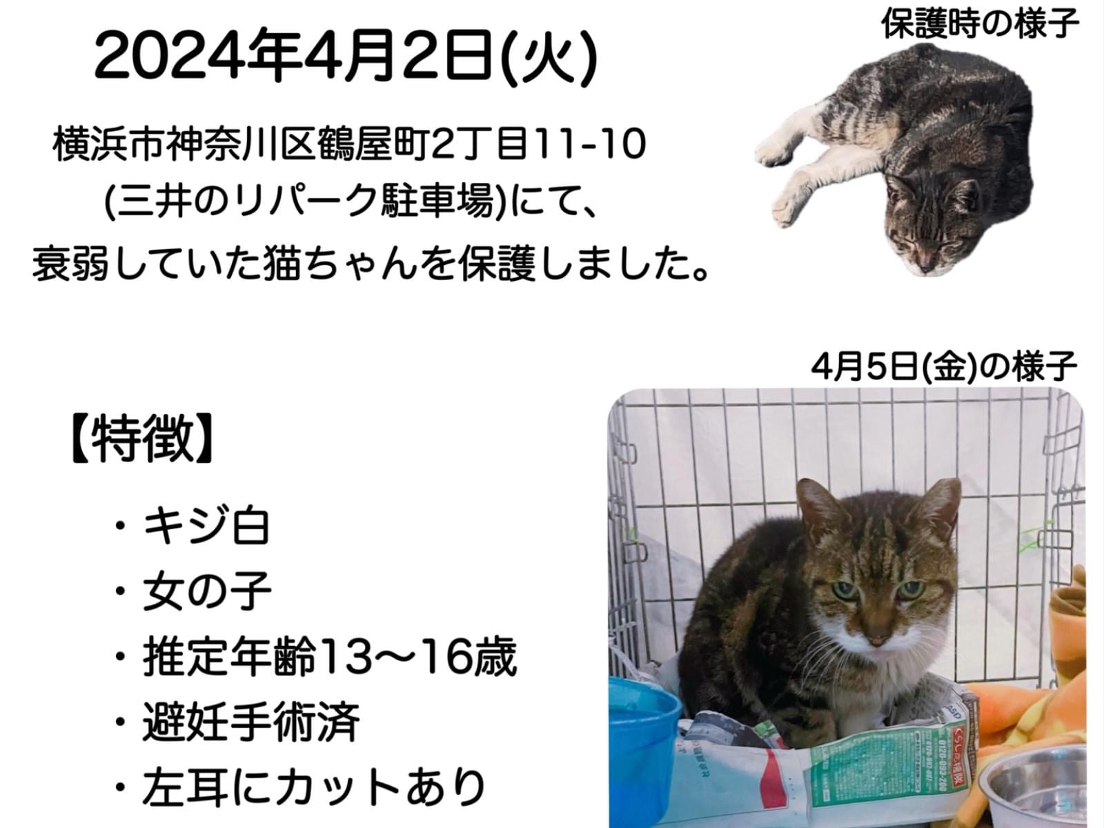 保護された猫 保護された猫