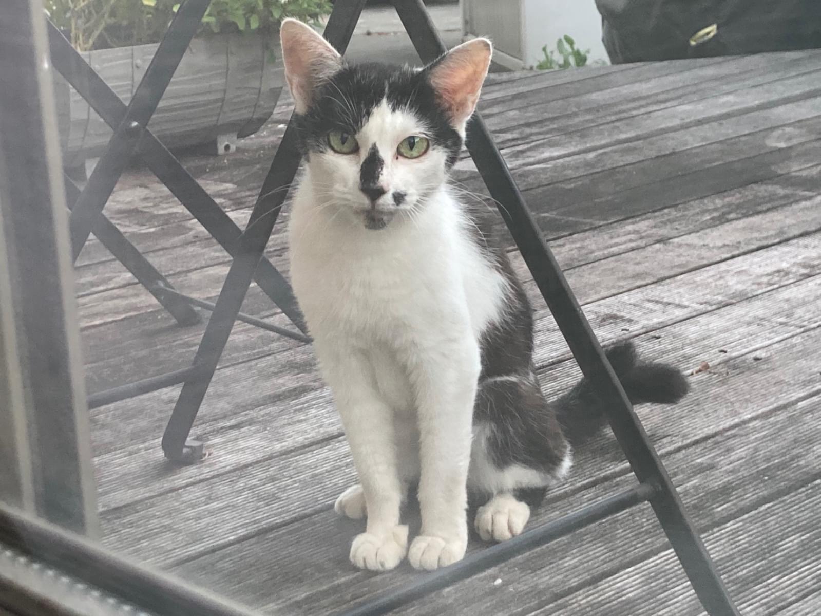 目撃された猫 目撃された猫